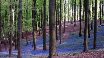“Van Weerwolf tot Wagner”: wandeling in het magische Muziekbos